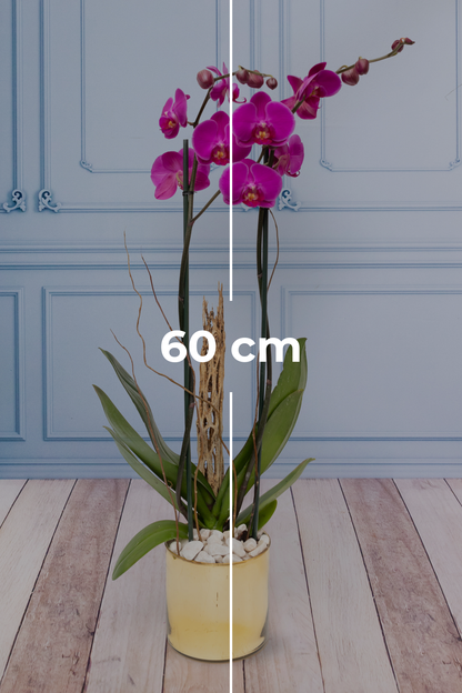 Purple Orchid - Golden Pot, Curly Rod and Skeleton.