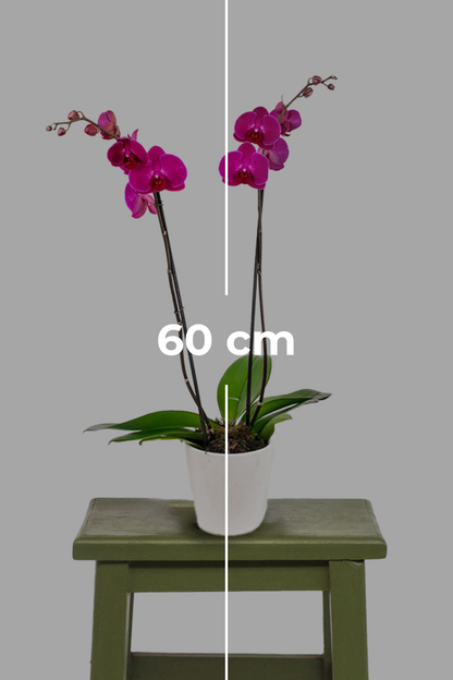 Remedios Varo Morada / Orquídea Morada
