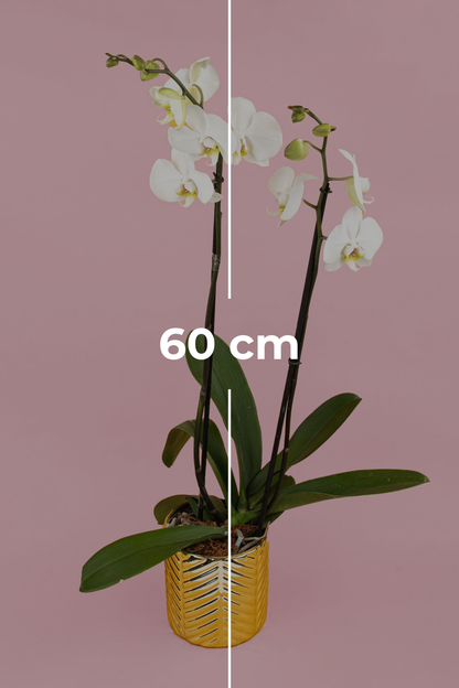 Remedios Varo con Maceta Dorada - Orquídea