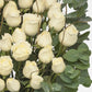 Arreglo Fúnebre / 50 Rosas Blancas