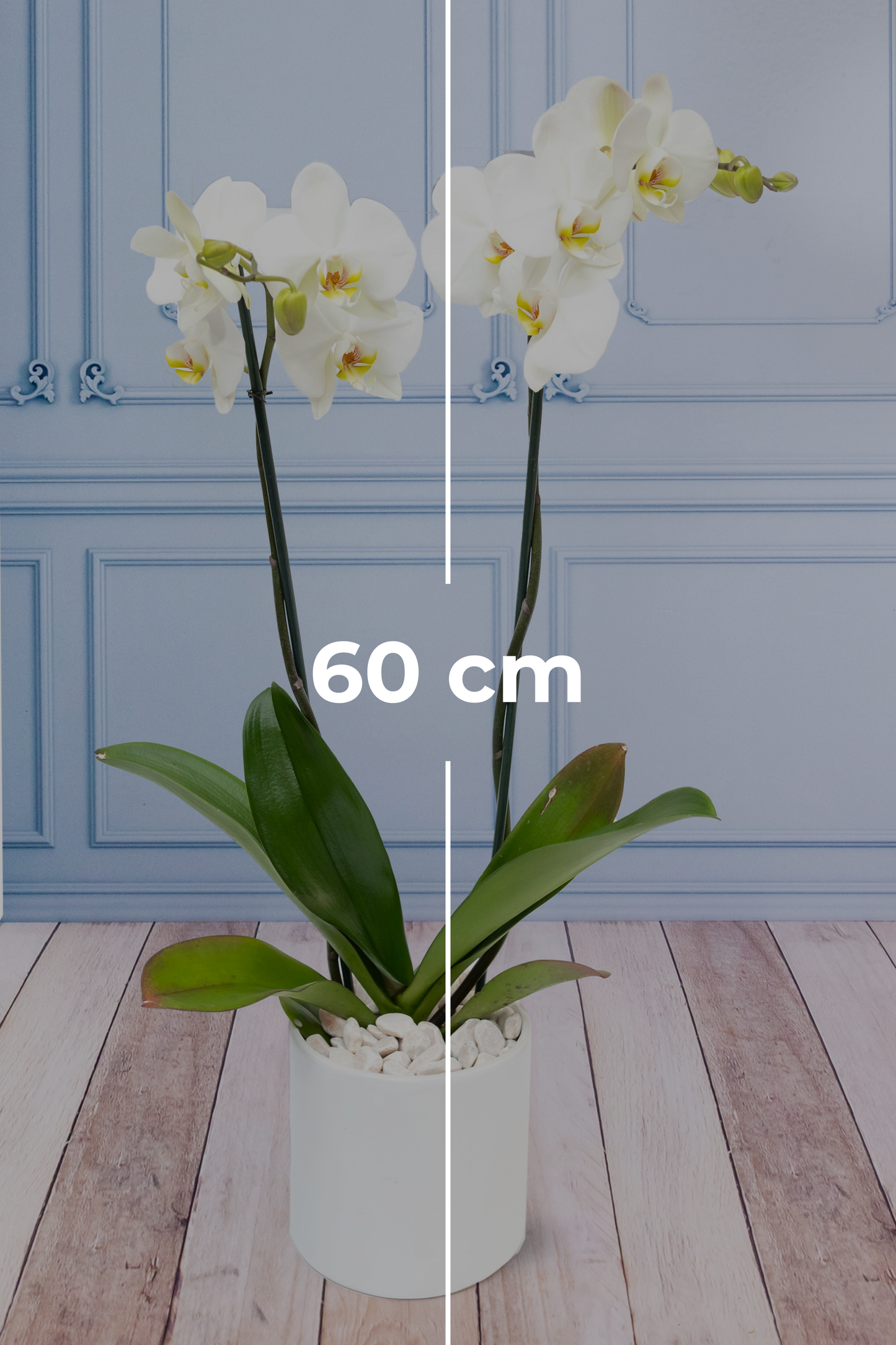 White Orchid - White CEL Pot
