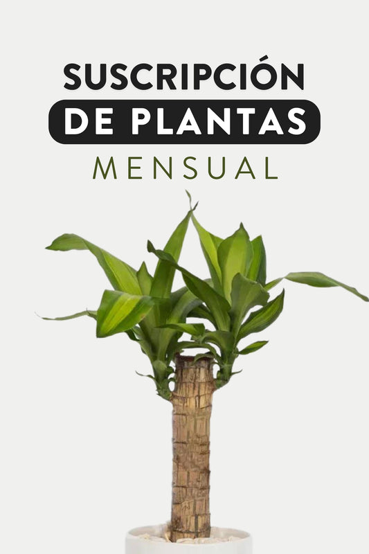 Suscripción de Plantas - Mensual