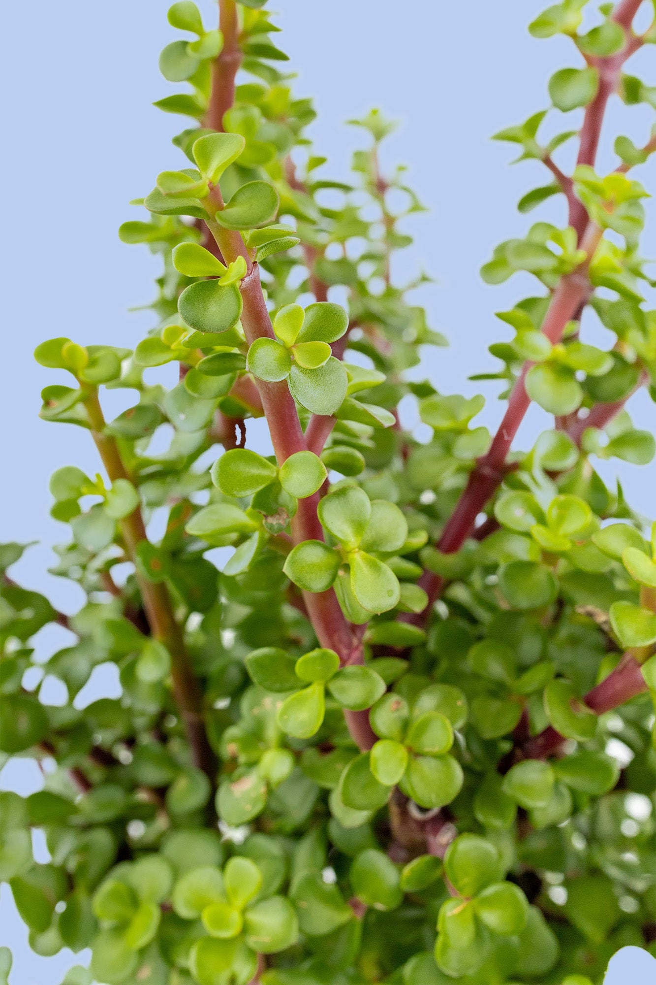 Árbol de la Abundancia Planta