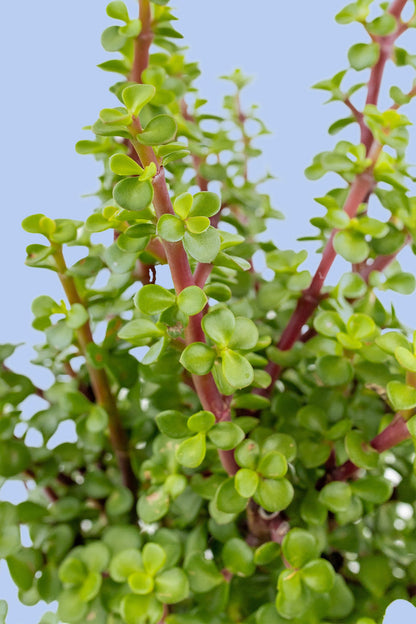 Árbol de la Abundancia Planta