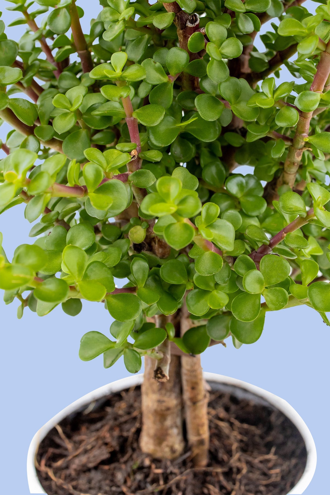jade planta de la abundancia Árbol de la Abundancia Planta – Azap Flores MX