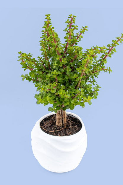 Árbol de la Abundancia Planta