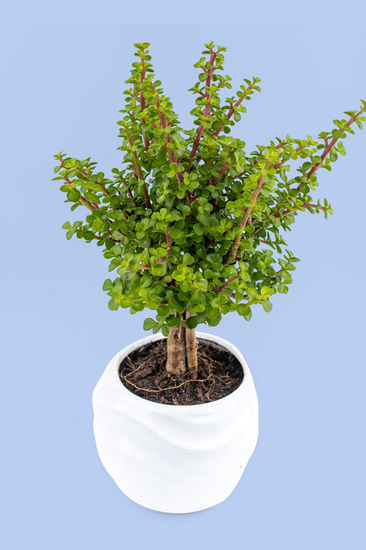 Árbol de la Abundancia Planta