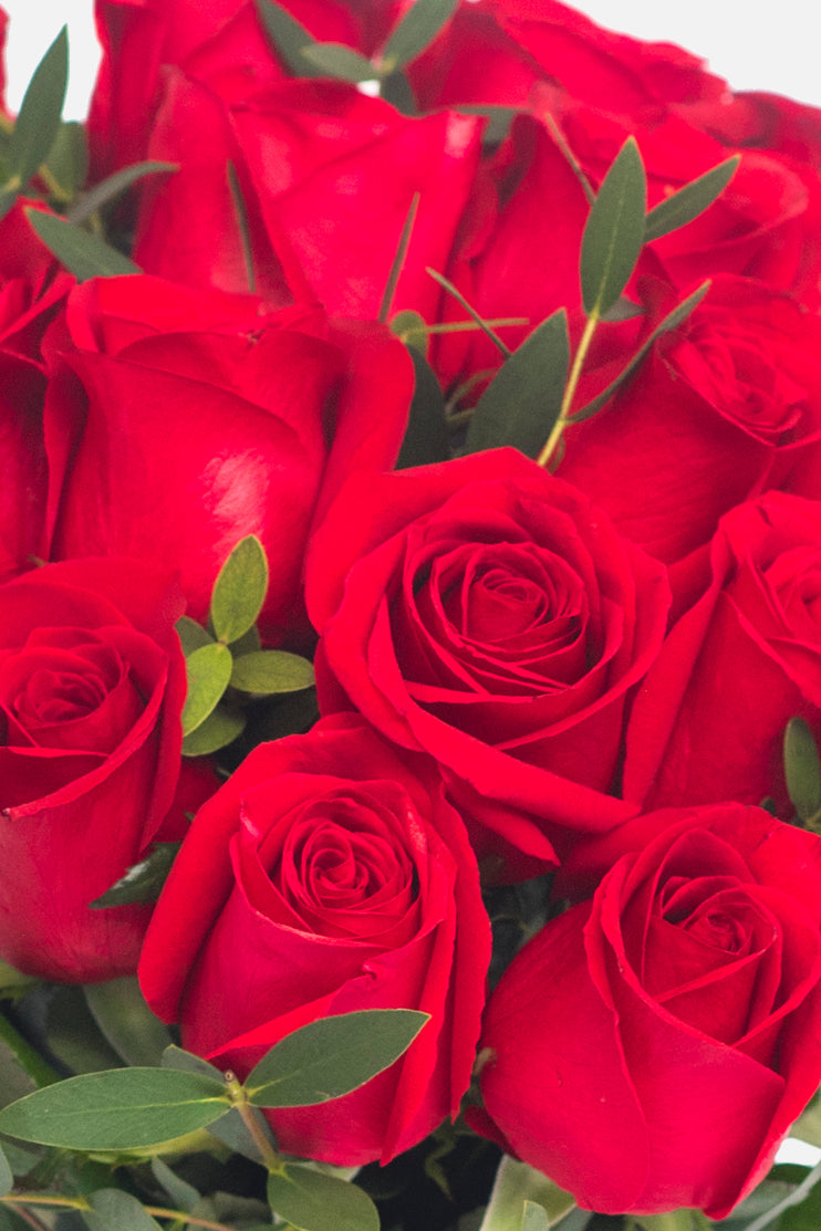 Amor con Rosas SV / Rosa Roja
