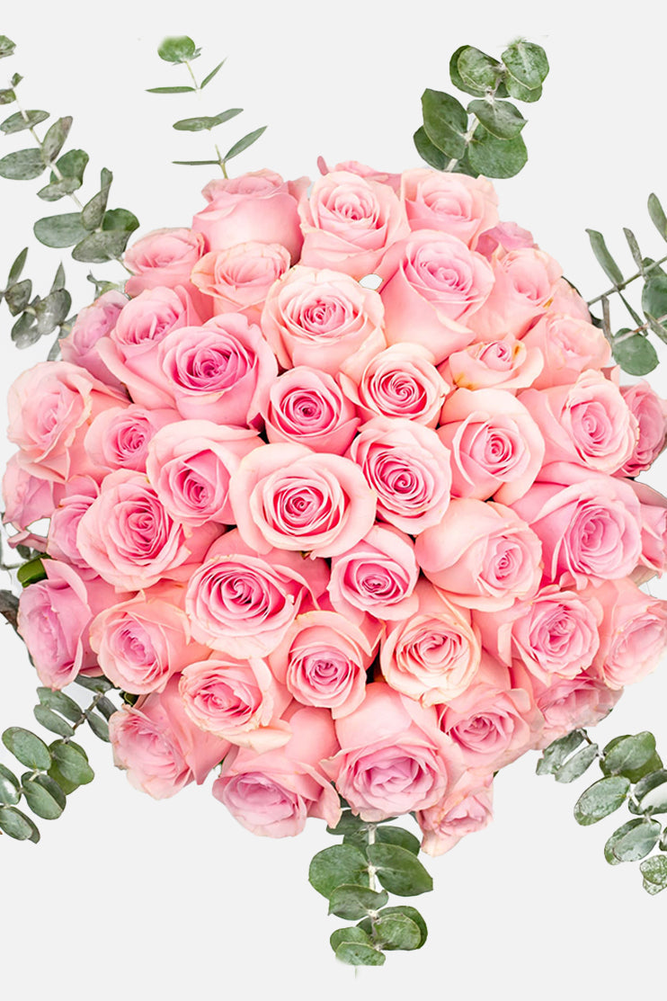 Flamingo Domingo / Rosa Clarita CUL