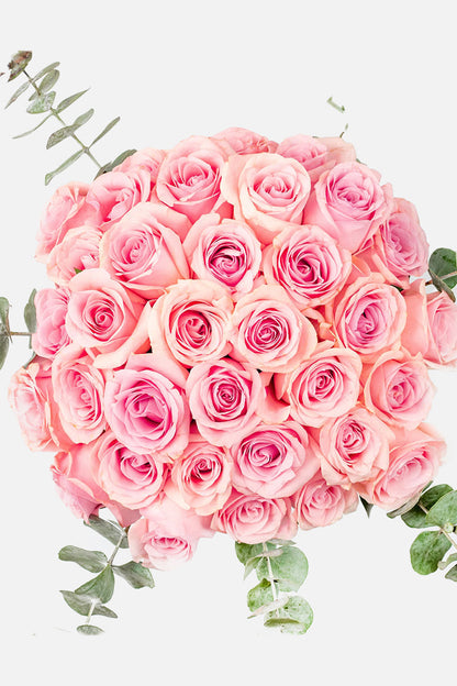 Flamingo Domingo SV - Rosa Clarita