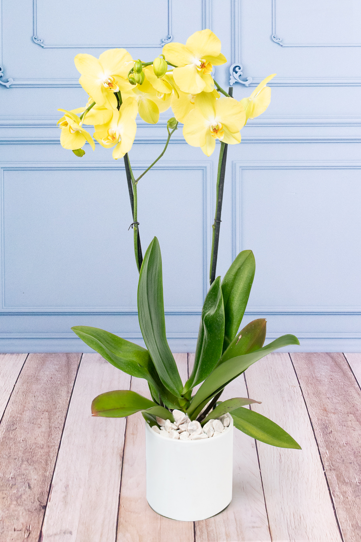 Orquídea Amarilla - En Maceta Blanca | Azap 21S