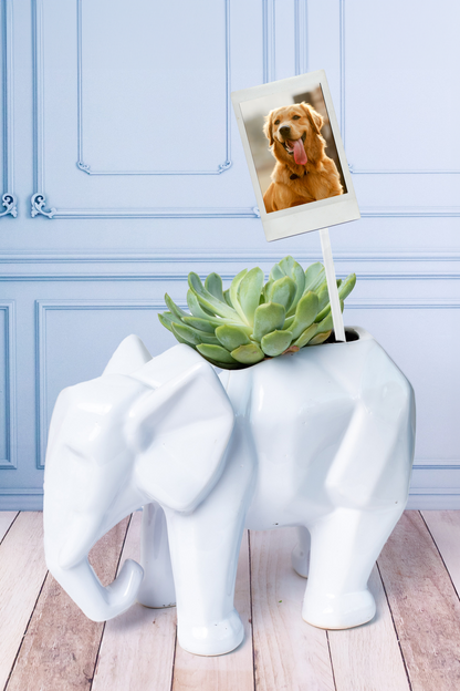 Succulent in Elephant Pot - Plant