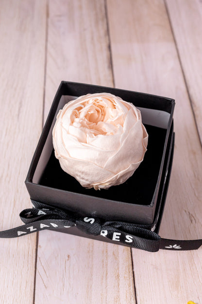 Peonia Eterna MOM - En Caja Cun