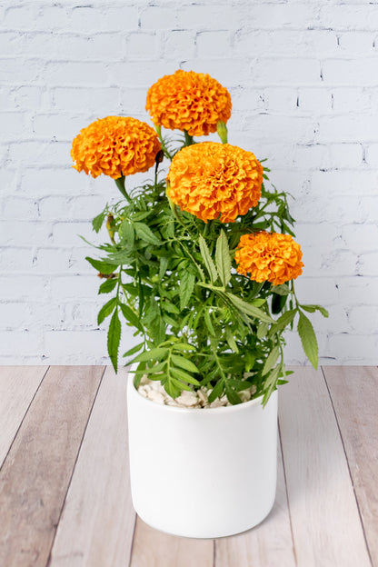 Marigold - Plant