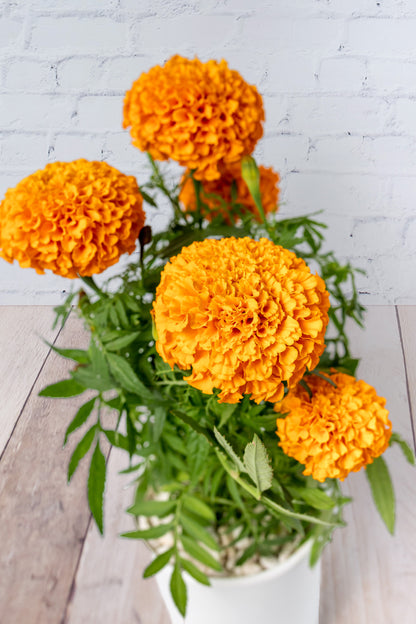 Marigold - Plant