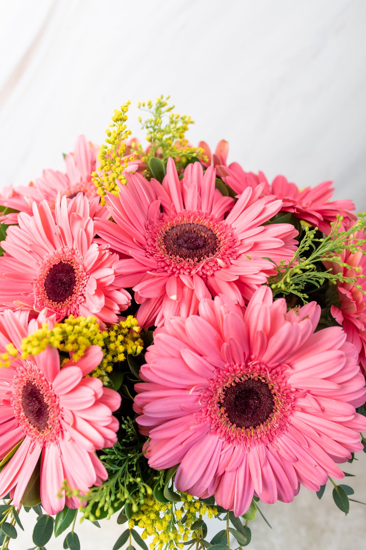 Chispitas de Gerberas - Gerbera Rosa TUXTLA