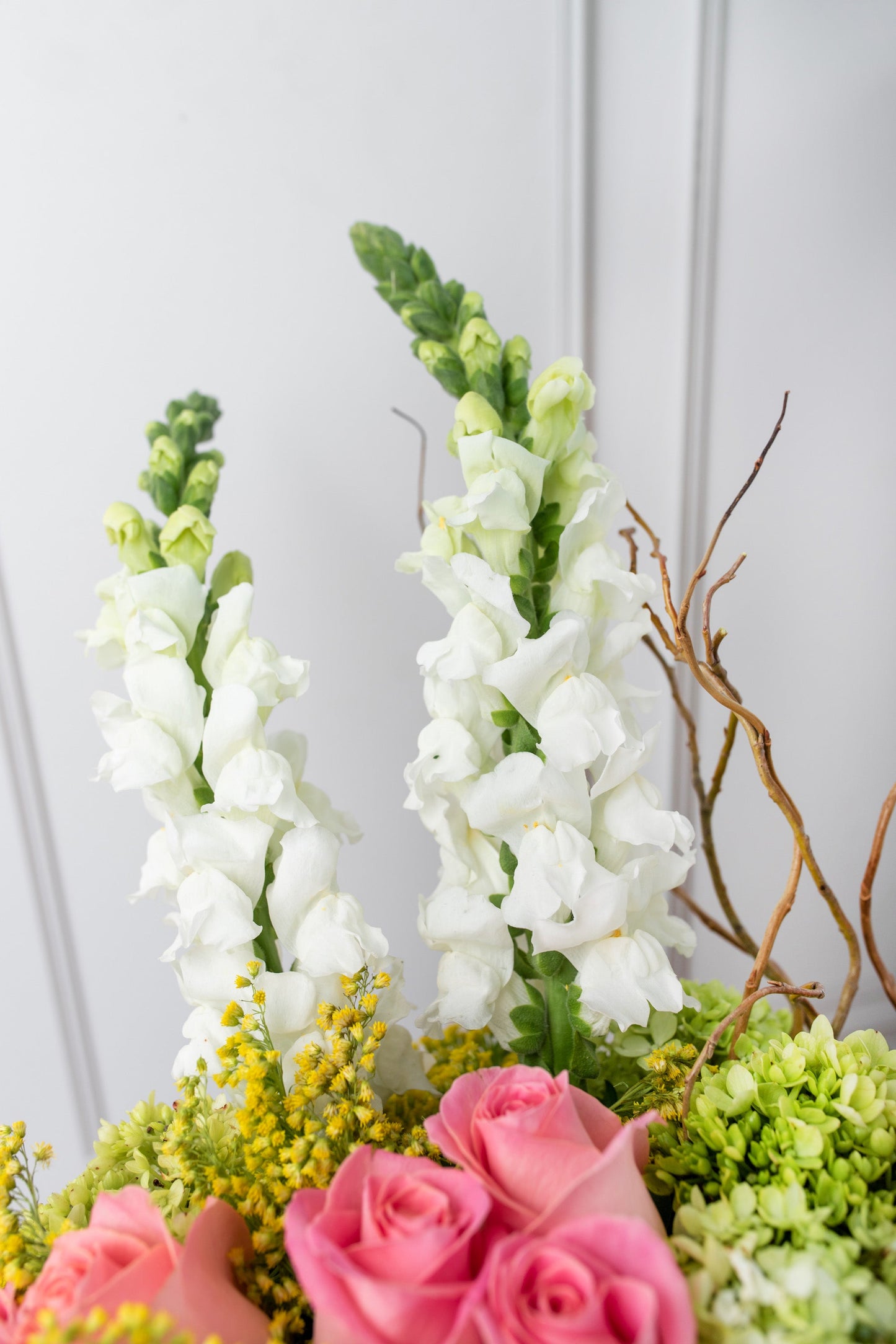 Brillante - Rosa Clarita, Hortensia y Perrito Blanco QRO