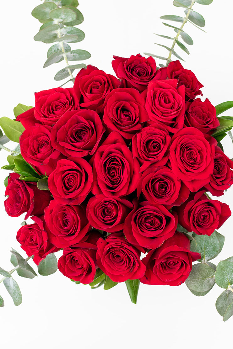 La Vida en Rosa - Rosa Roja XAL