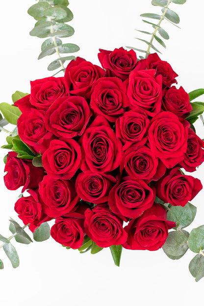 La Vida en Rosa - Rosa Roja XAL