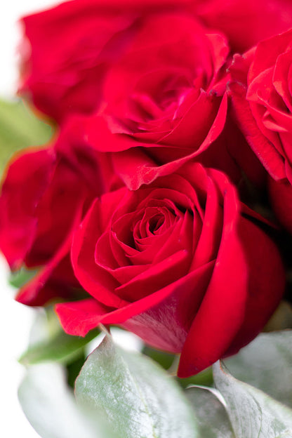 Life in Pink - (Red Rose) LEON