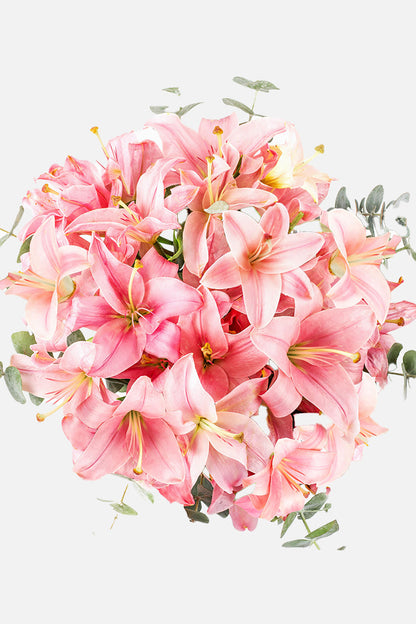 Las Brisas - Lilium Rosa QRO