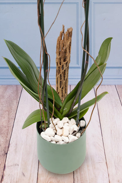 Purple Orchid - Green Pot, Curly Stems and Skeleton