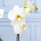 Orquídea Blanca - Maceta Blanca, Vara de Curly y Esqueleto
