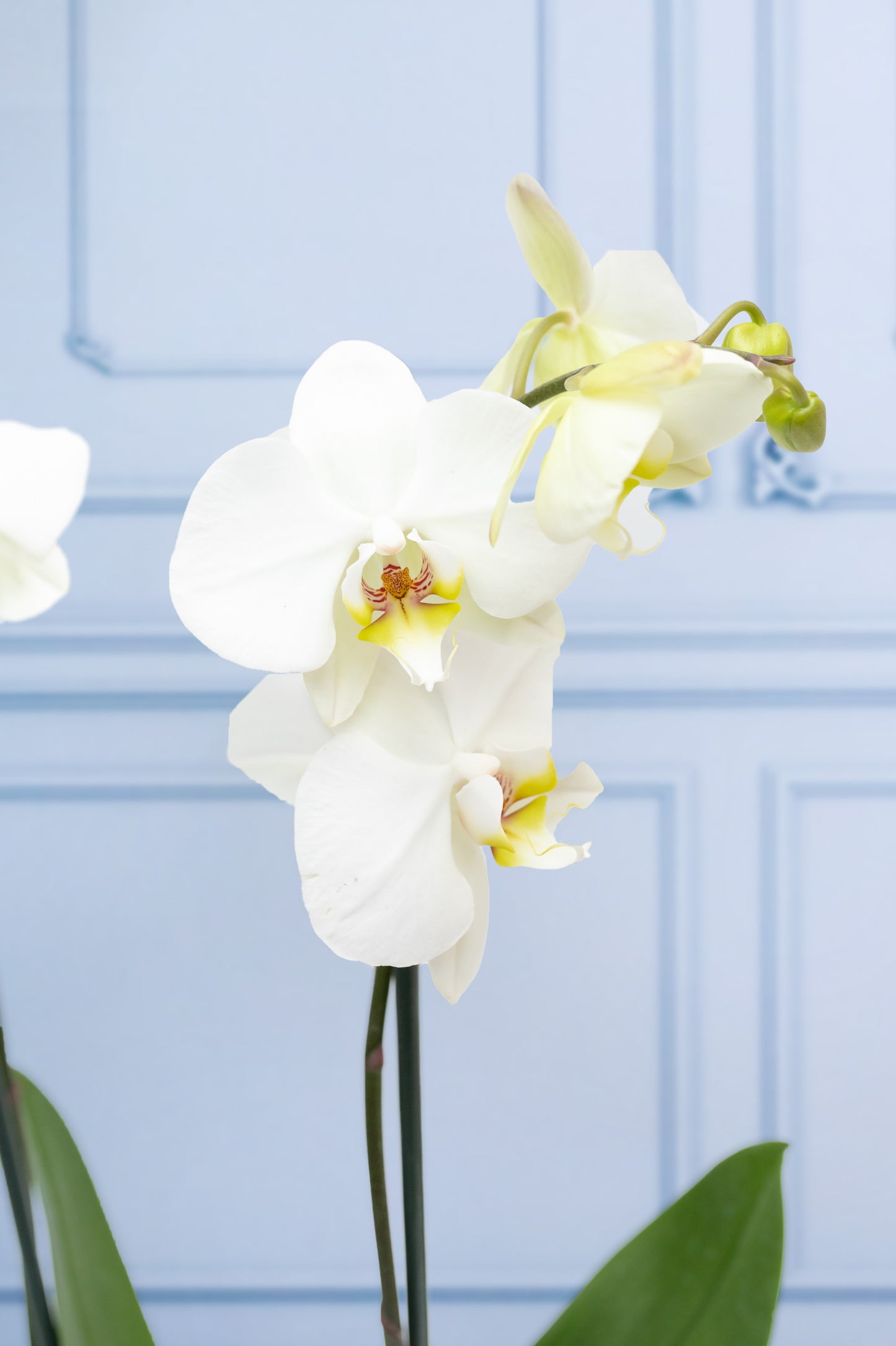 Orquídea Blanca - Maceta Blanca, Vara de Curly y Esqueleto