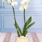 Orquídea Blanca - Maceta Dorada