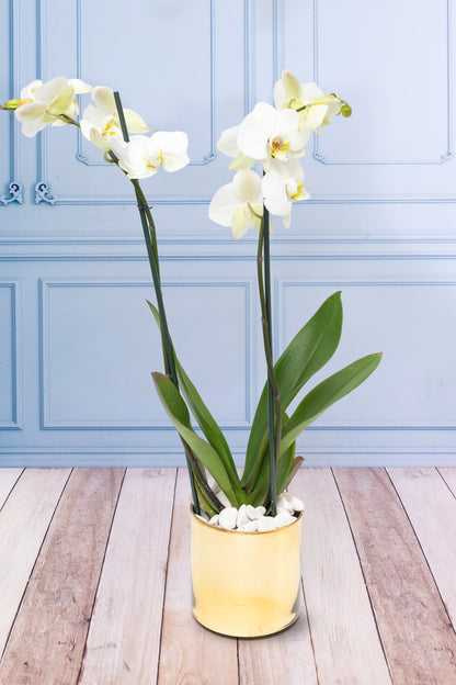 Orquídea Blanca - Maceta Dorada