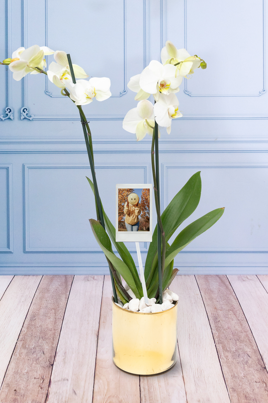 Orquídea Blanca con Foto Personalizada - Maceta Dorada