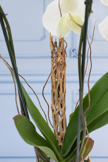 Orquídea Blanca - Maceta Dorada, Varas de Curly y Esqueleto CUL