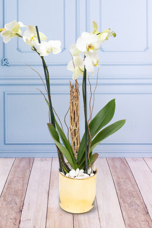 Orquídea Blanca - Maceta Dorada, Varas de Curly y Esqueleto