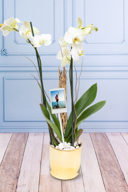 White Orchid - Golden Pot, Curly Stems and Skeleton