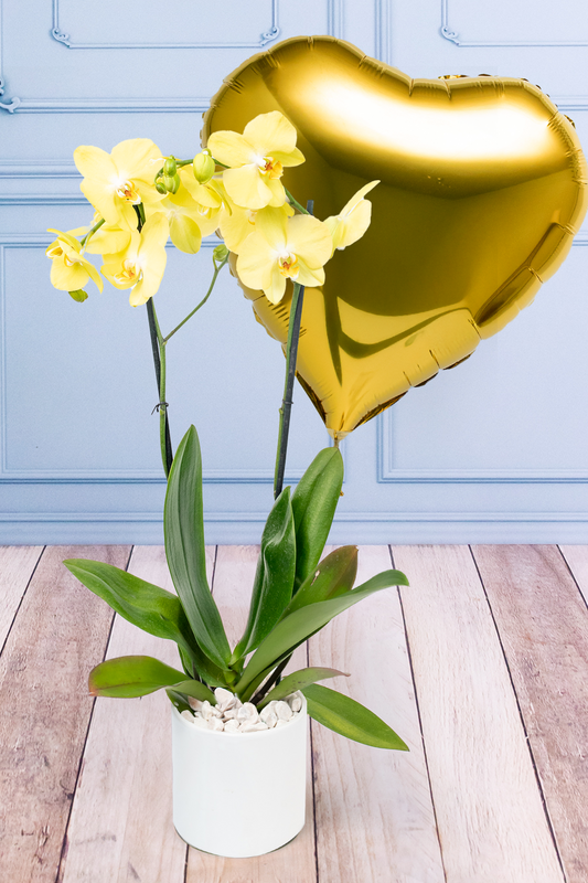 Globo Corazón Amarillo con Orquídea Amarilla - En Maceta Blanca | Azap 21S