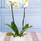 Orquídea Blanca - Maceta Blanca