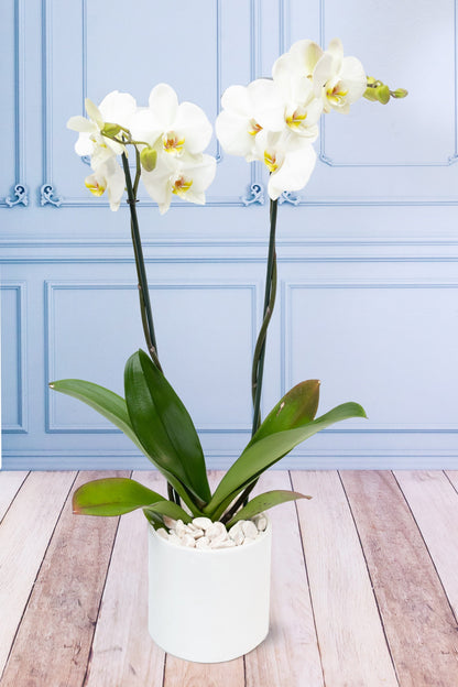 White Orchid - White Pot CUA-IZ