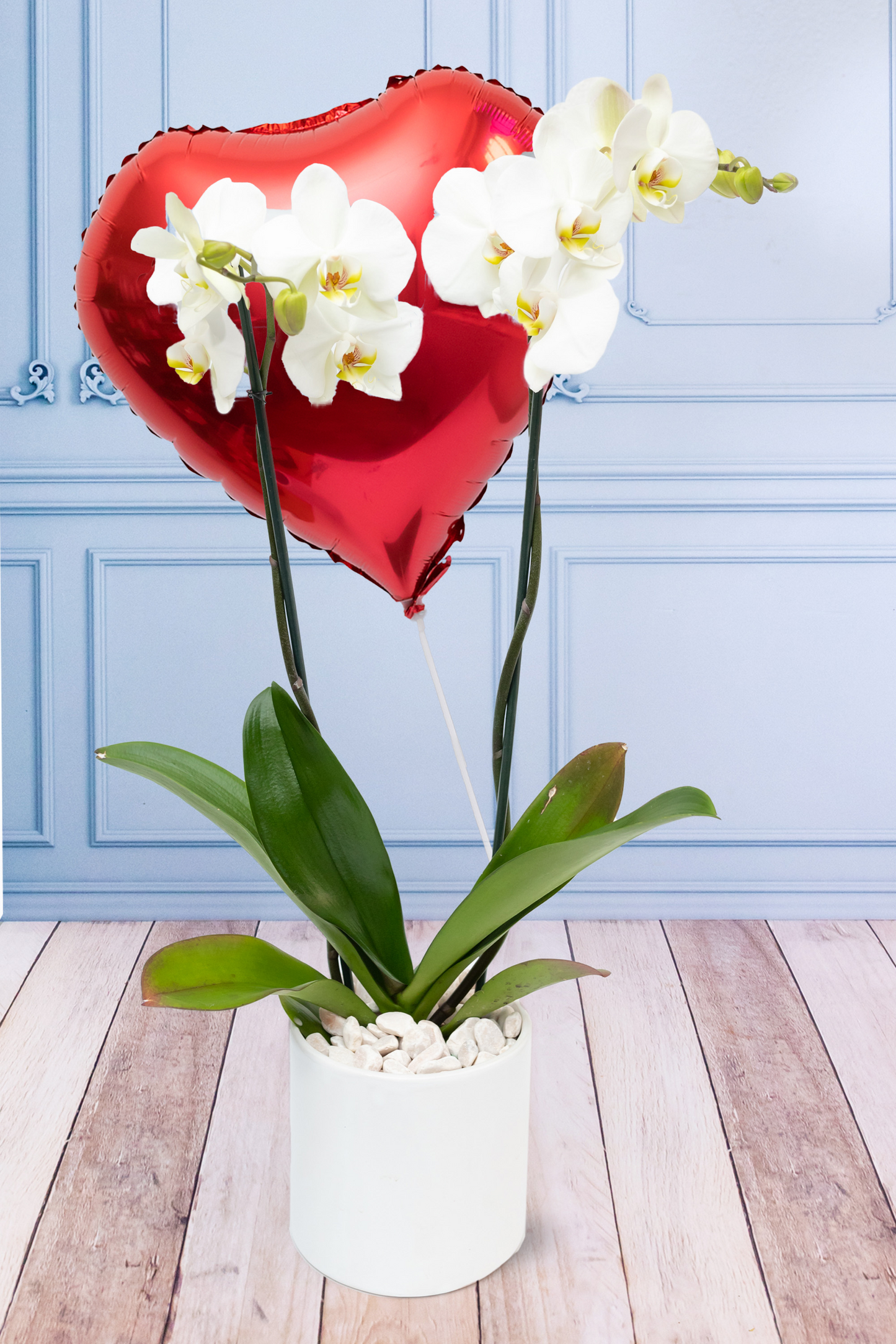 Orquídea Blanca SV - Maceta Blanca CUN