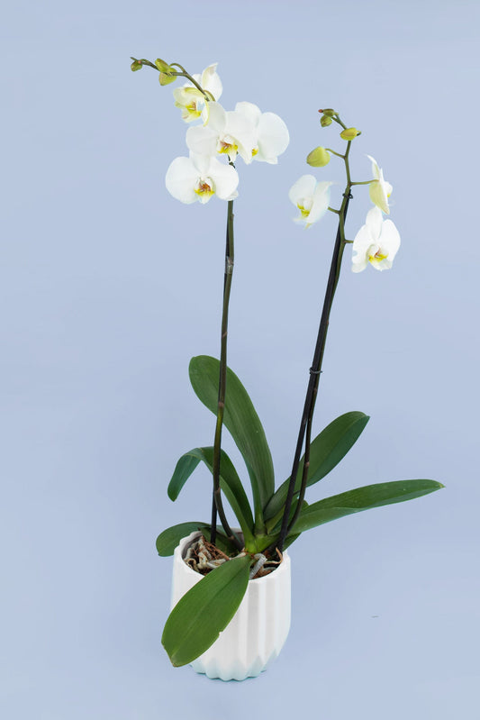 Remedios Varo con Maceta Blanca / Orquídea