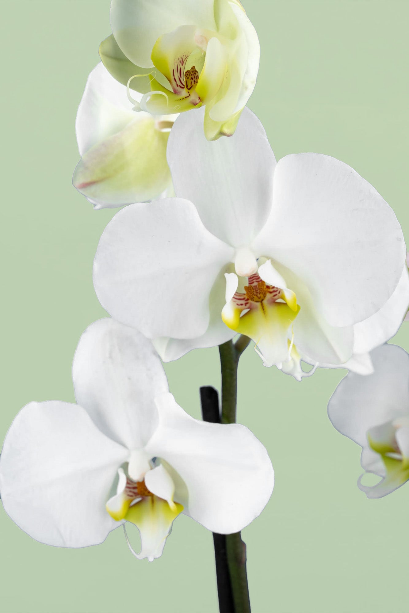 Remedios Varo con Maceta de Cara - Orquídea