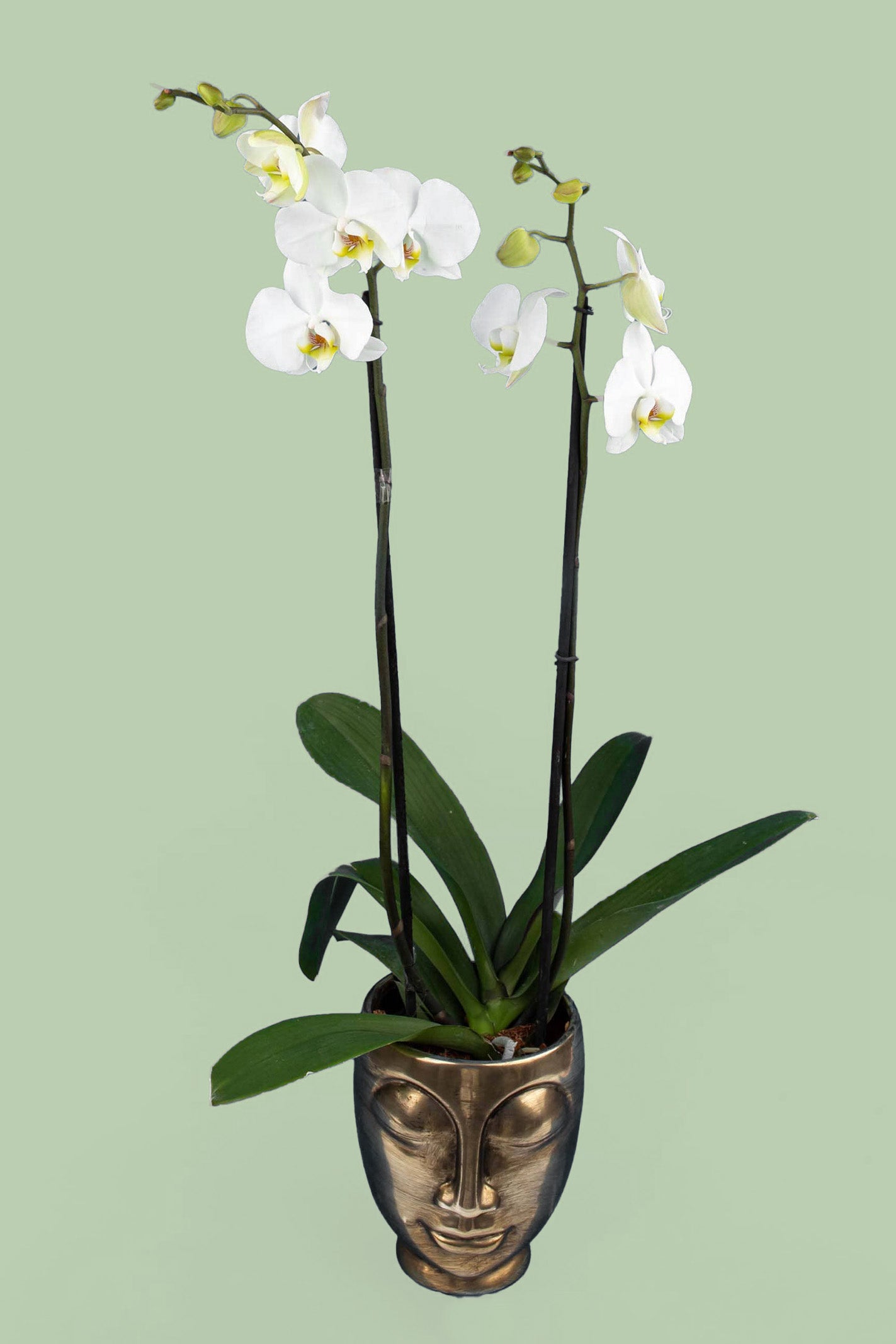 Remedios Varo con Maceta de Cara - Orquídea