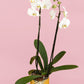 Remedios Varo con Maceta Dorada - Orquídea