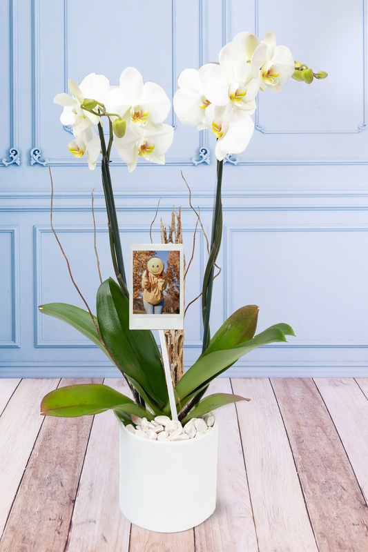 Orquídea Blanca con Foto Personalizada - Maceta Blanca, Vara de Curly y Esqueleto