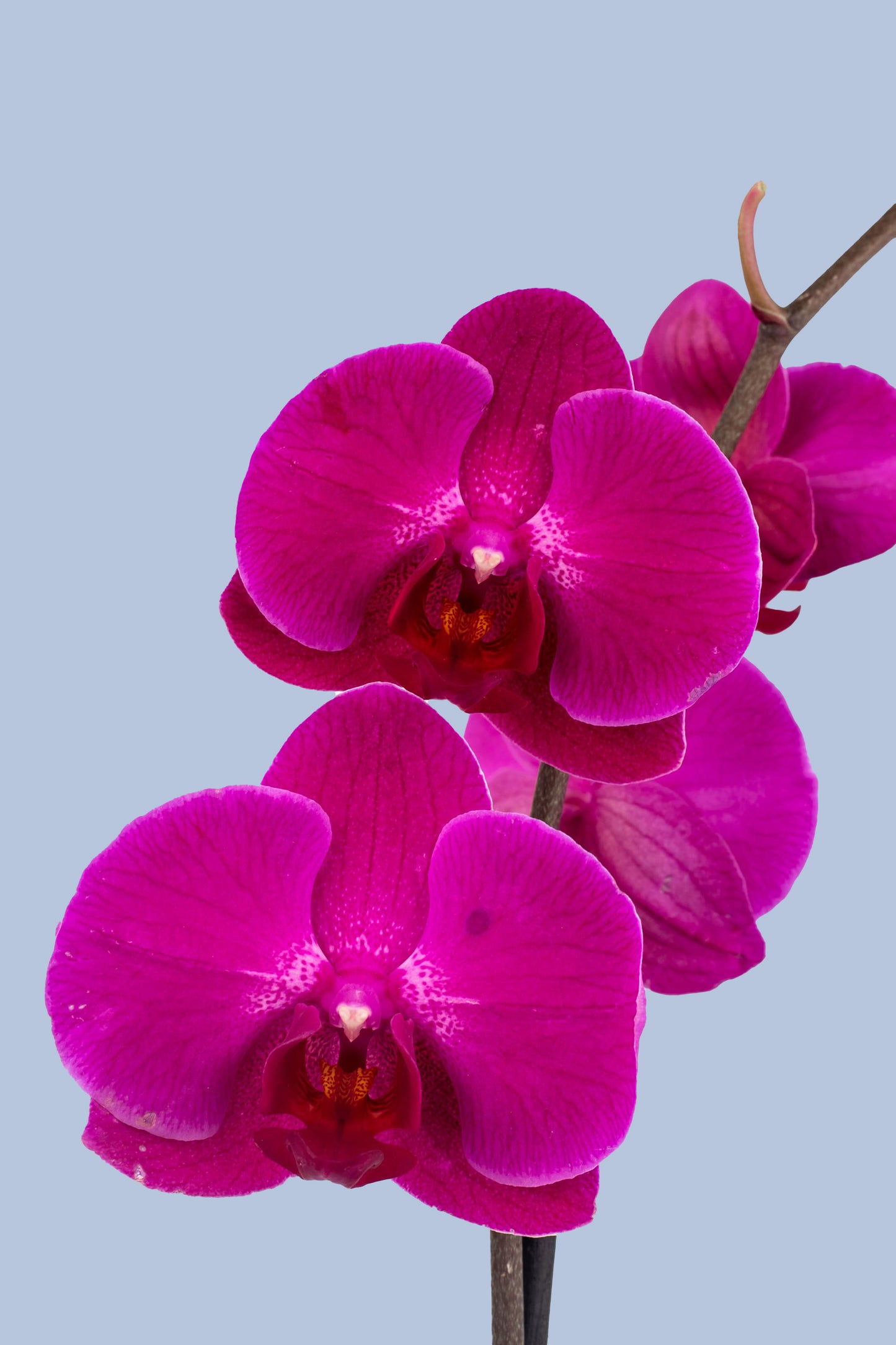 Remedios Varo con Maceta Blanca - Orquídea