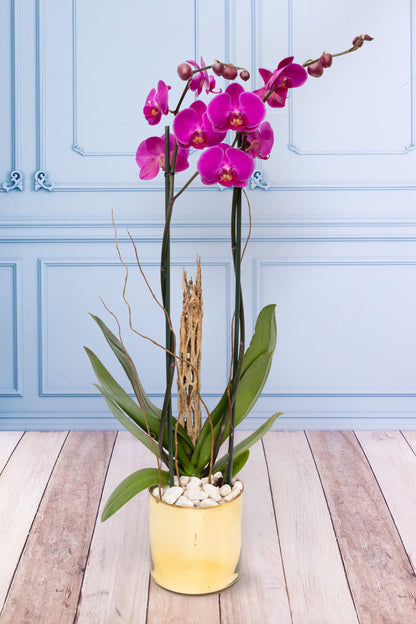 Purple Orchid - Golden Pot, Curly Rod and Skeleton.