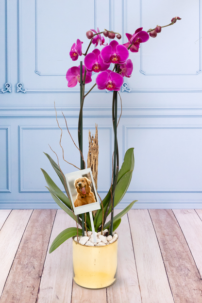 Purple Orchid - Golden Pot, Curly Rod and Skeleton.