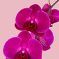 Remedios Varo con Maceta Dorada - Orquídea
