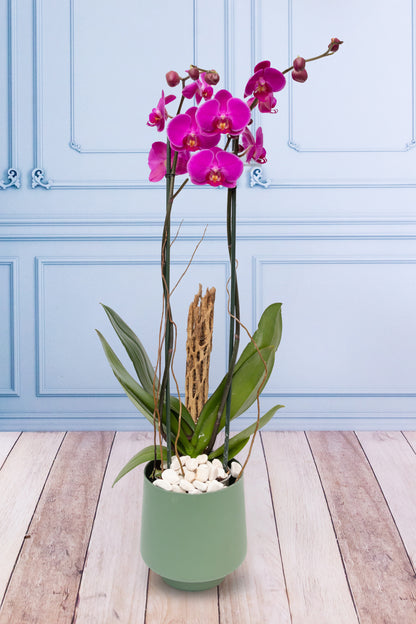 Purple Orchid - Green Pot, Curly Stems and Skeleton