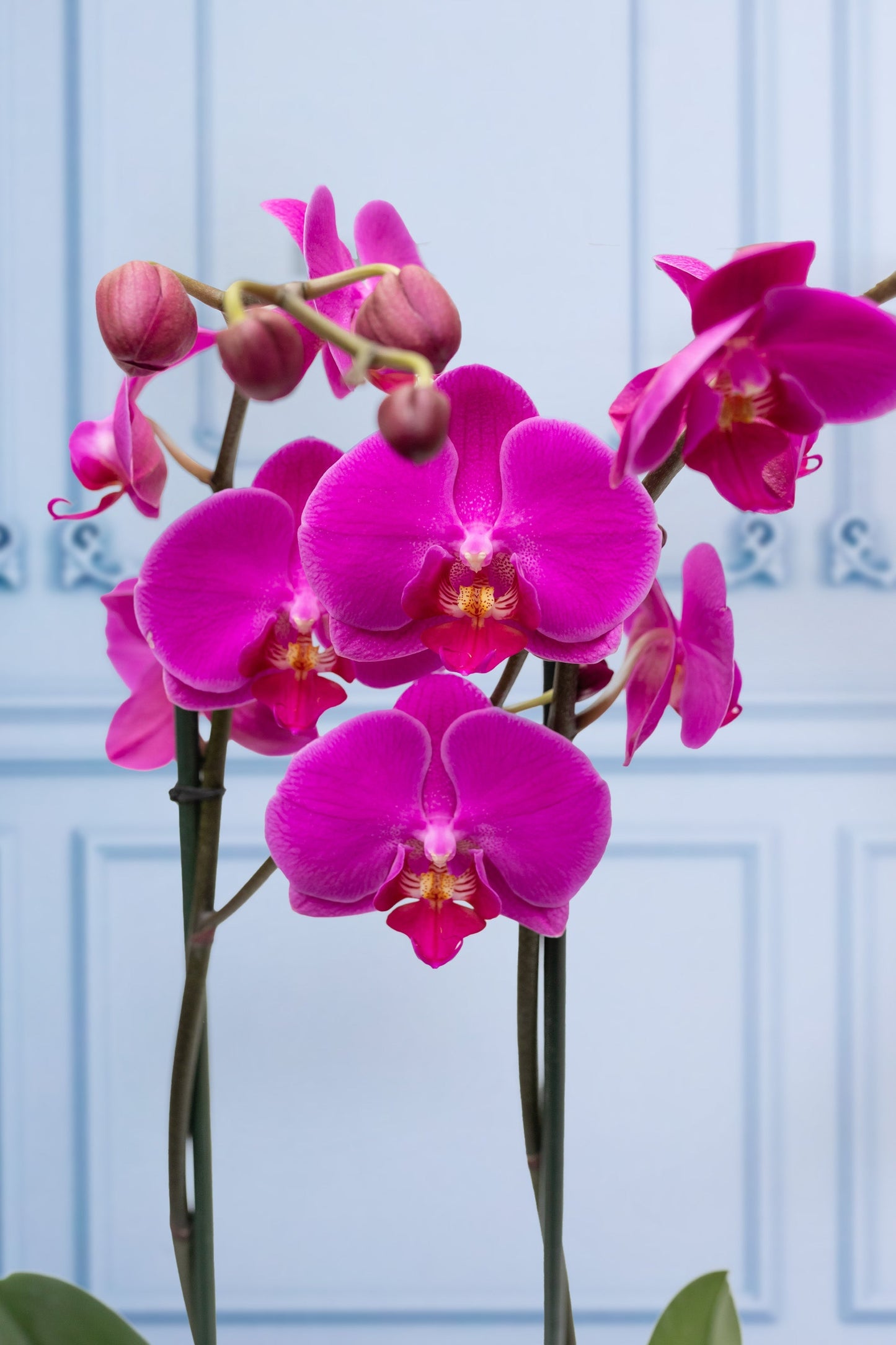 Purple Orchid - White Pot CEL