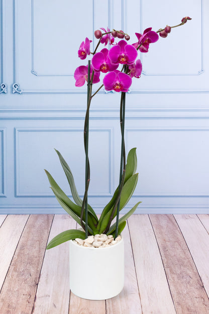 Purple Orchid - White Pot
